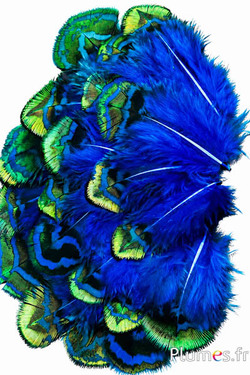 Pauw blauw - 3-8 cm - bruin-groen-turquoise
